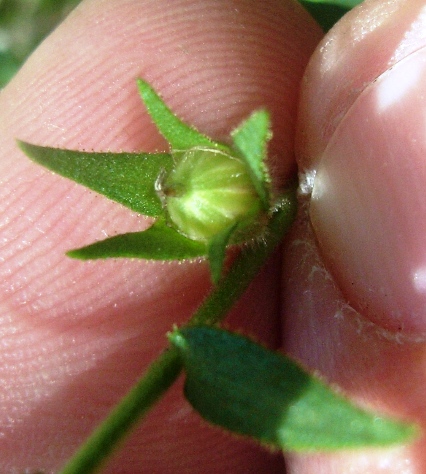 Linum viscosum